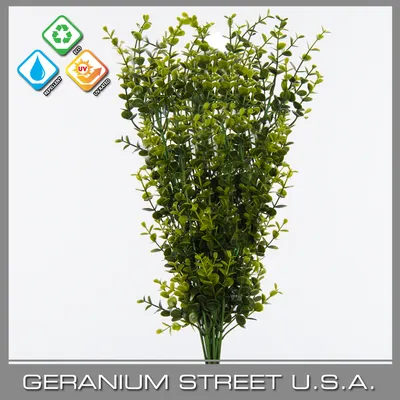 Boxwood Bush