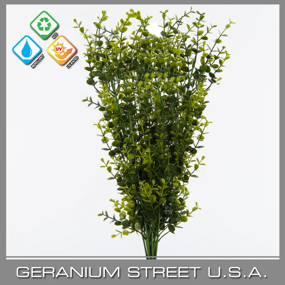 Boxwood Bush