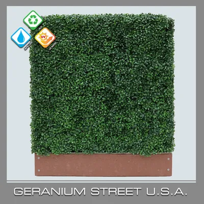 Boxwood Mini Hedge