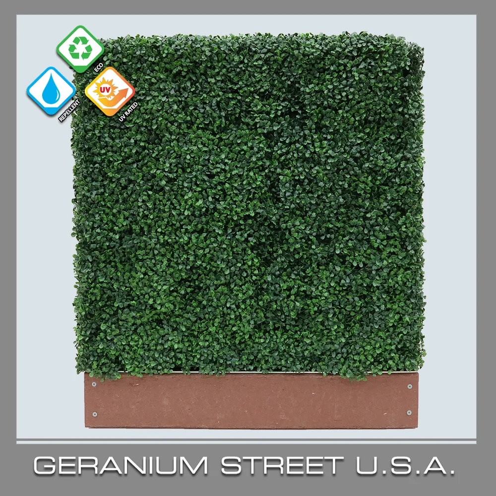 Boxwood Mini Hedge