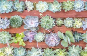 artificial plants