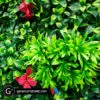 Artificial Hedge Mat