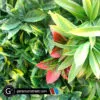 Artificial Tropical Living Wall Mat 40inch x 40inch - Image 2