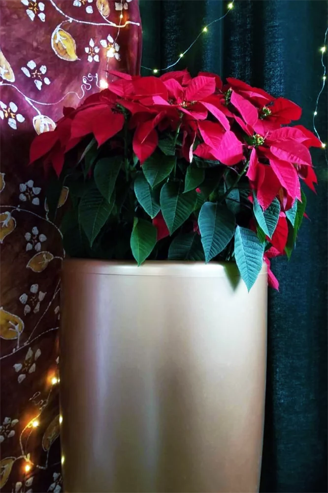 self watering pot