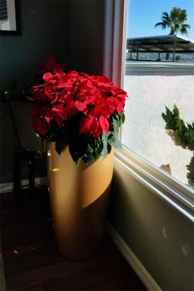 self watering pot
